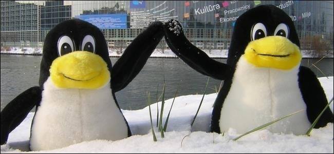 Stuffed penguins in the snow. Stuffed penguins in the snow.