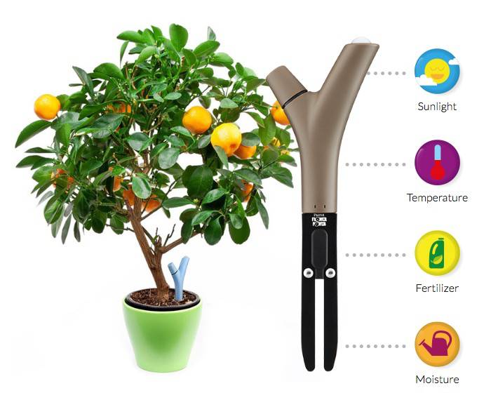 Gro -mte- Parrot Gro -mte- Parrot