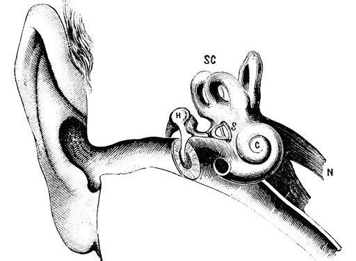 512px-psm_v14_d076_auditory_canal_bones 512px-psm_v14_d076_auditory_canal_bones