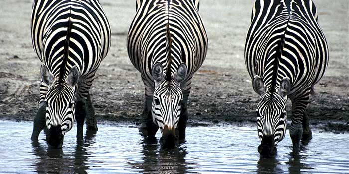 social-engineering-attack-watering-hole social-engineering-attack-watering-hole