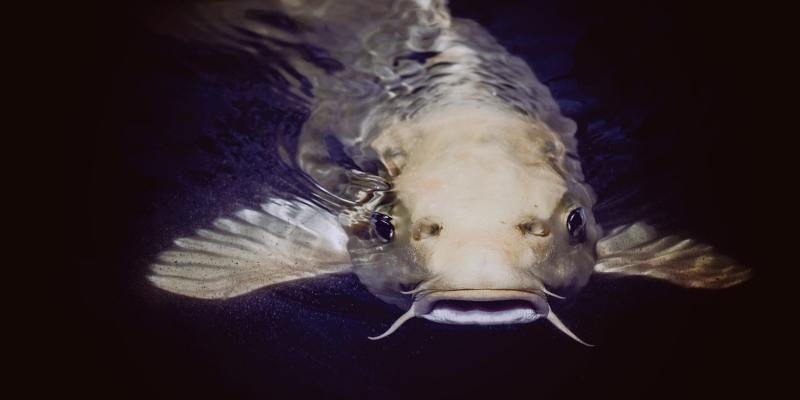 Catfishing Scams Target Lonely Hearts. Learn How to Protect Yourself from It Featured Image