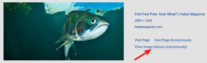 startpage-image-search