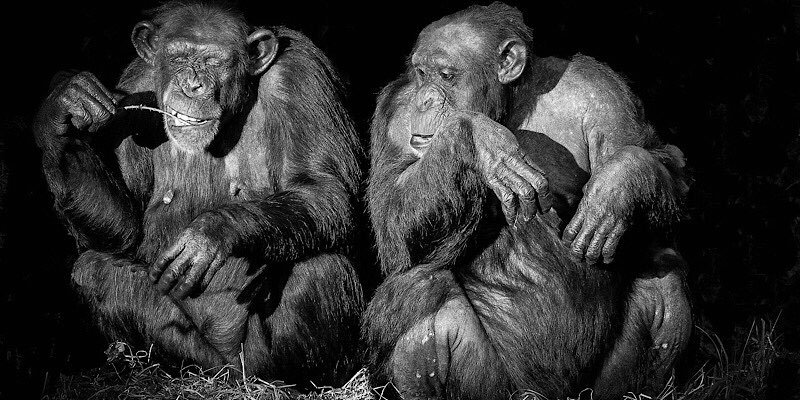 Facial Recognition Expands to Being Used to Follow Endangered Primates Featured Image