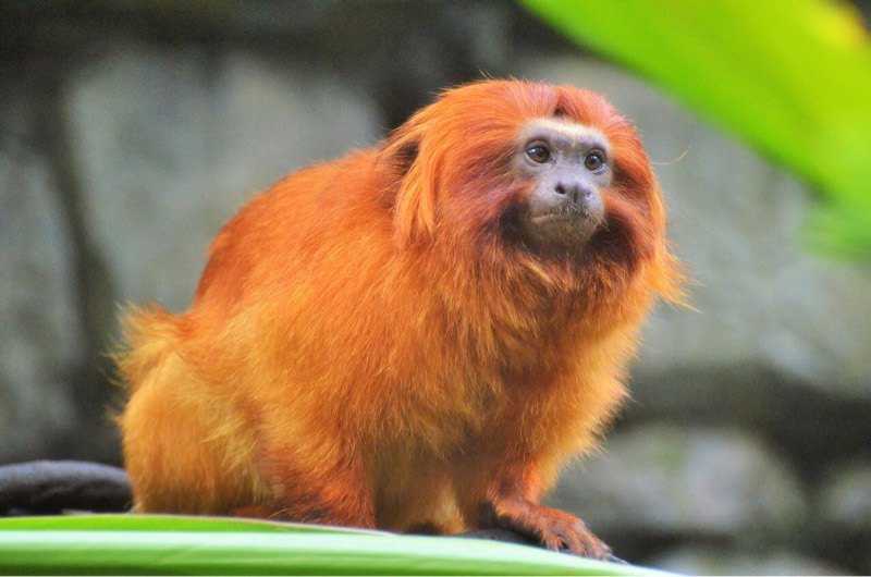 news-facial-recognition-primates-golden-monkey