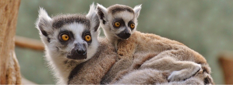 news-facial-recognition-primates-lemurs