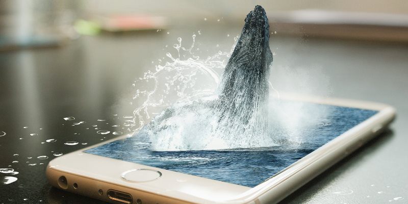 What Is a “Whale” In Mobile Gaming? Featured Image