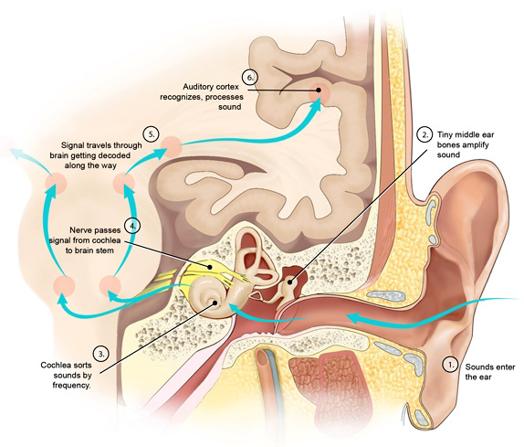 bone-conduction-hearing