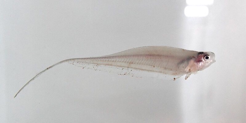 AR Implemented into Fish Tanks to Trick Sensing Organs of Fish Featured Image