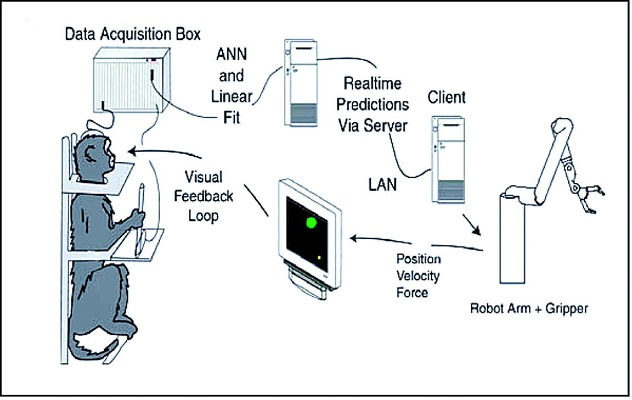 Bci Monkey Robot Arm Diagram