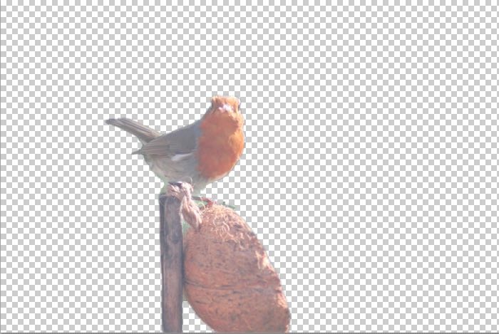 Bgeraser Bird After Bgeraser Bird After