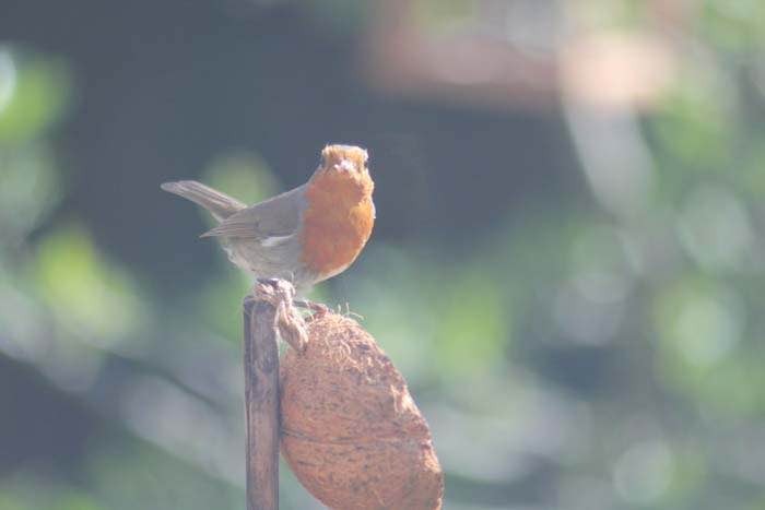 Bgeraser Bird Before Bgeraser Bird Before