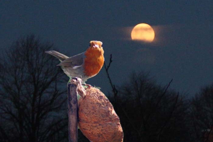 Bgeraser Bird Moon Bgeraser Bird Moon