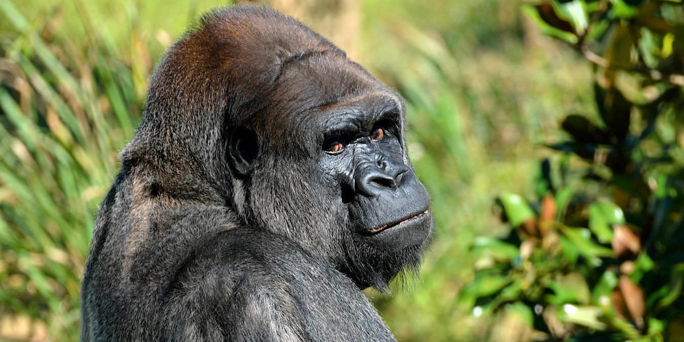 News Galaxy Note20 Gorilla Glass Featured