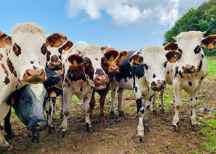 Facial Recognition Bears Cows Cattle