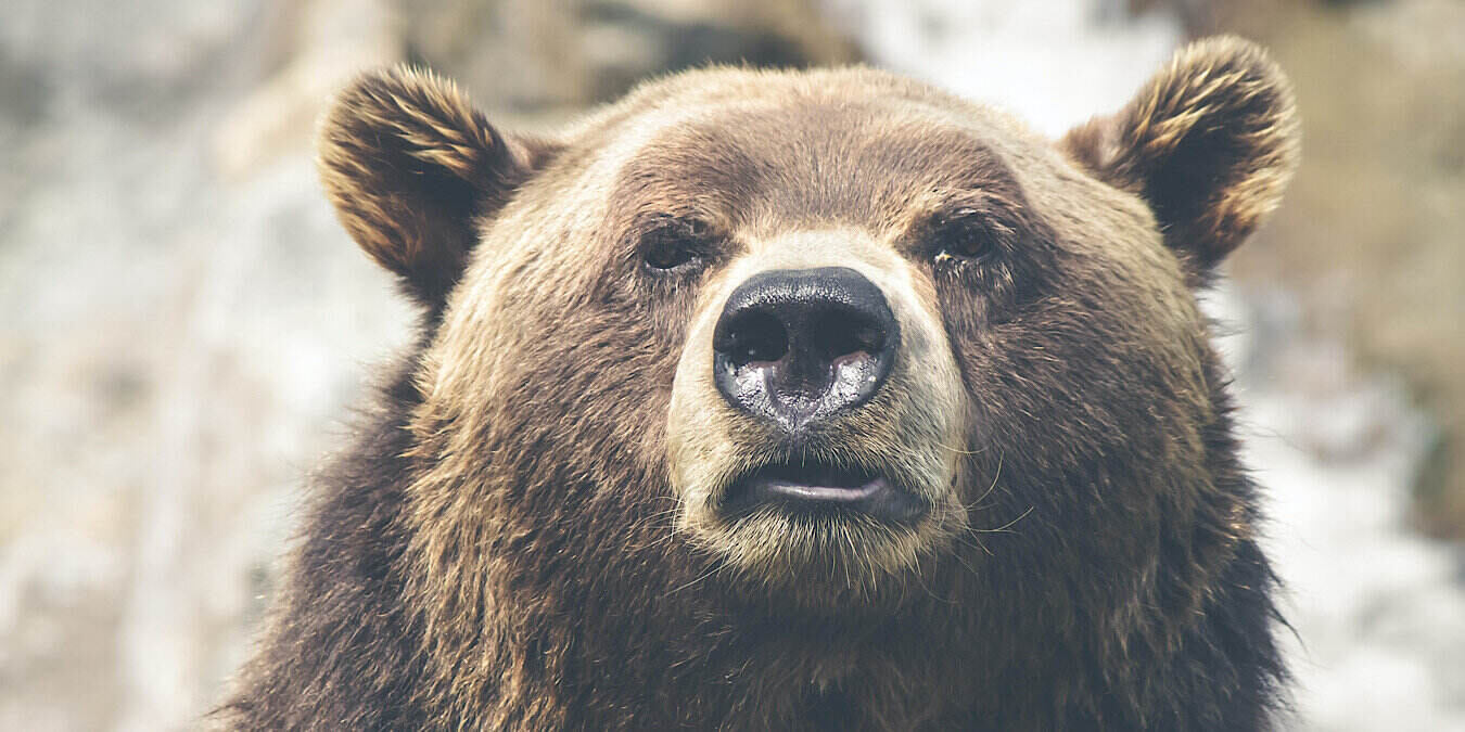 Facial Recognition Bears Cows Featured