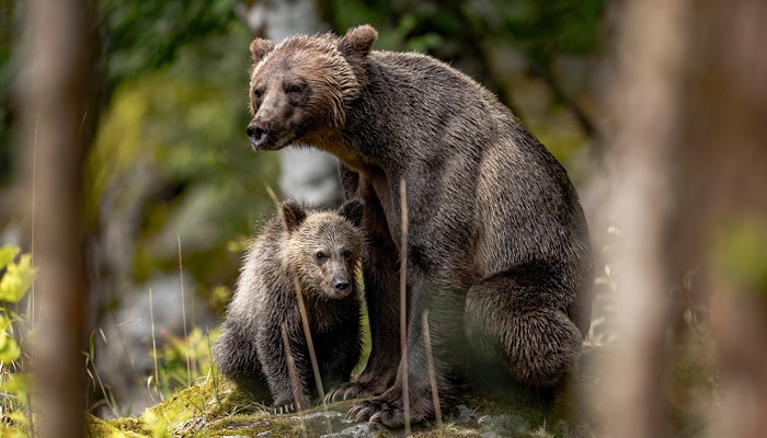 Facial Recognition Bears Cows Grizzlies