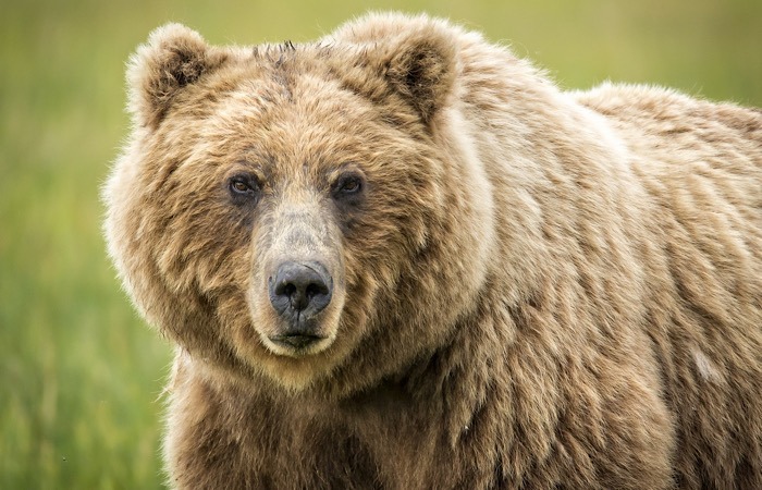 Facial Recognition Bears Cows One