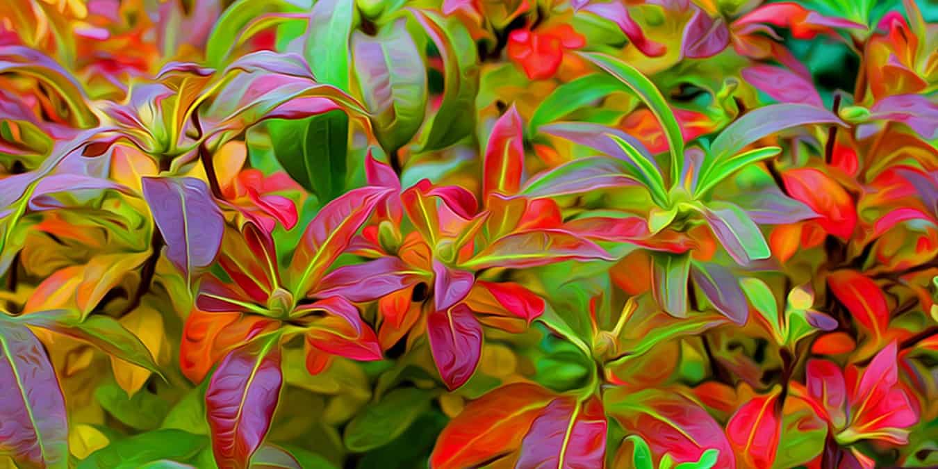 How to Customize Your Mac's Terminal for Better Productivity