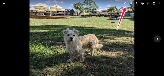 Disable Link Sharing Google Photos Web Share Single Photo