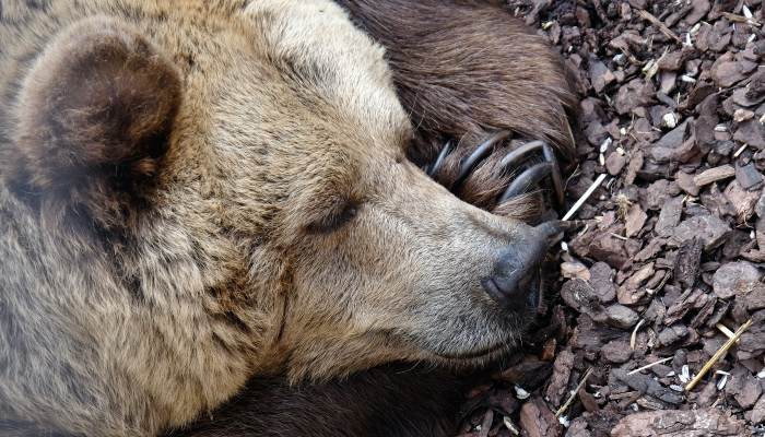 Windows Power Hibernate