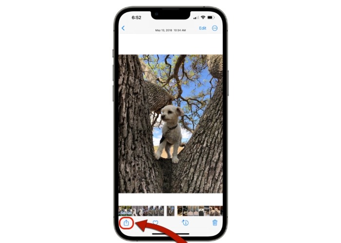 Iphone Photo Share Button