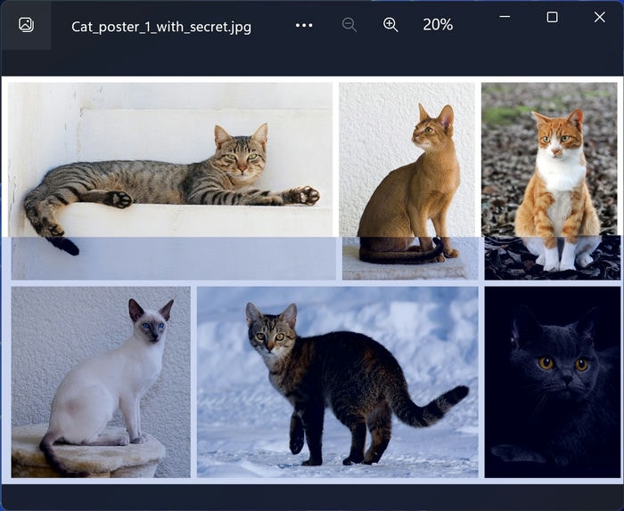Secret Messages 1 Cat Image Glitched