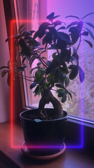 Image shot with Neon Frame filter on Instagram.