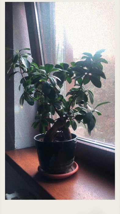 Polaroid Instagram filter applied to photo.