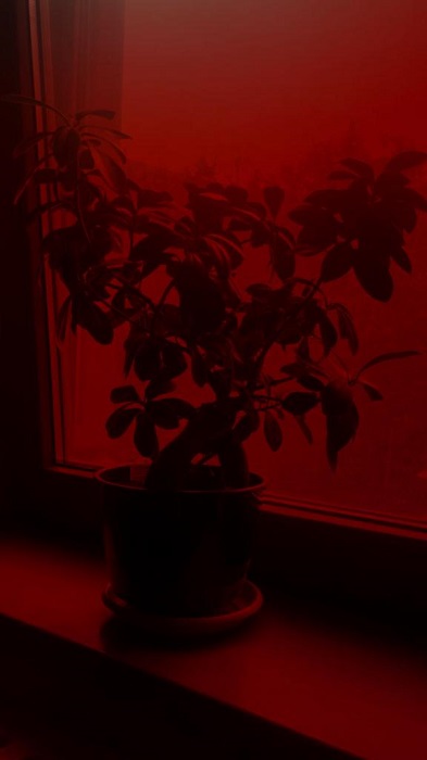 Red Light Instagram filter applied to image.