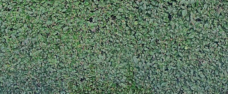 Viofo A229pro Dashcam Hedge Zoom