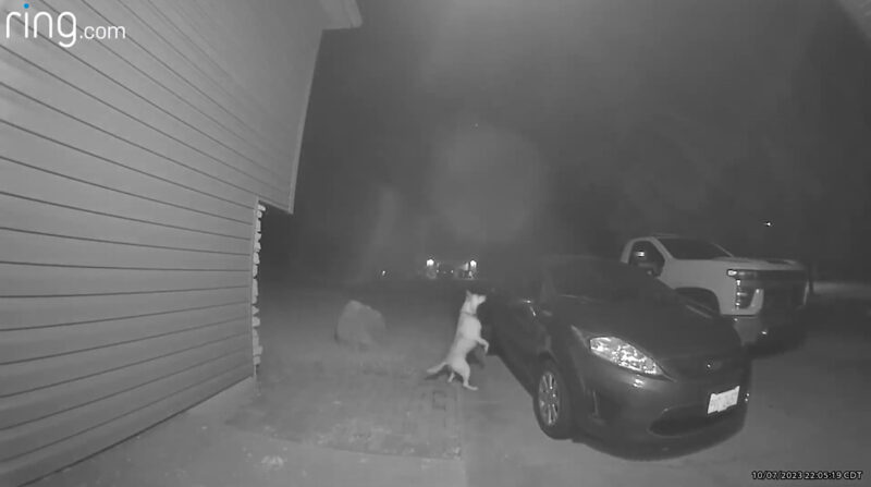 Ring Video Doorbell Eescaped Dog