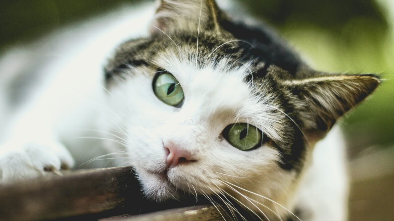 How to Take Bokeh Photos With Your Android Phone