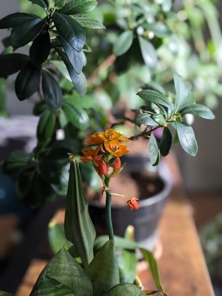 Image with Bokeh applied on Google Pixel phone. 