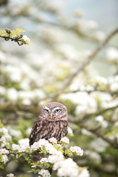 Shot of an owl with bokeh effect applied.