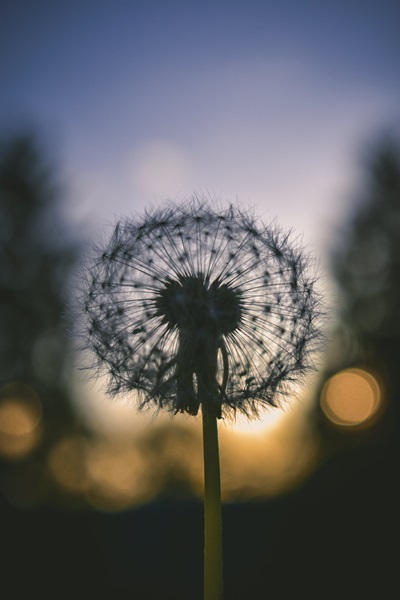 Shot of a dandelion with bokeh effect applied.