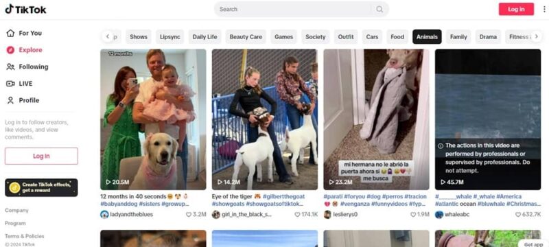 Viewing the latest animal videos on TikTok.