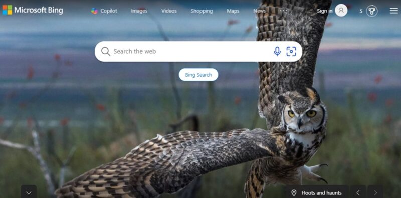Bing search home page with background visual of an owl.