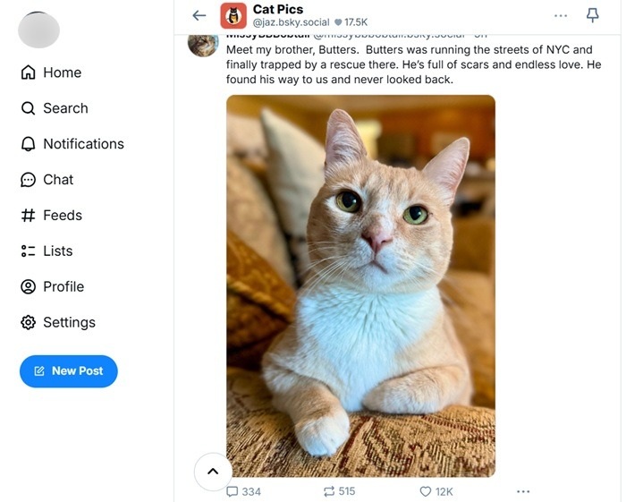 Cat pics are a huge draw on BlueSky.