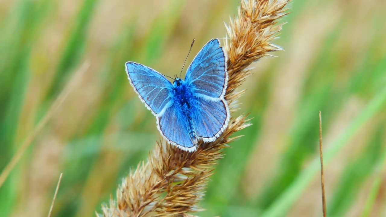 Blue butterfly in field.