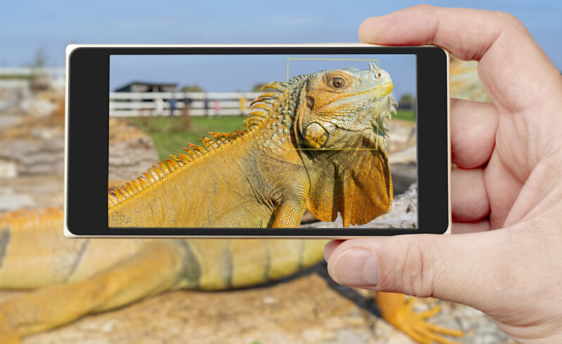 A smartphone taking picture of an Iguana