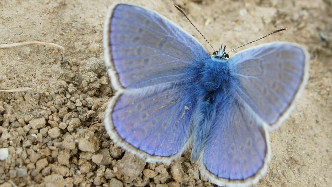 Blue butterfly on ground.
