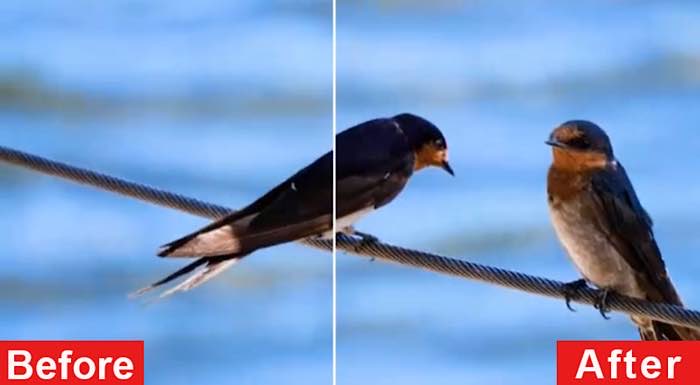 Before and after of birds on a wire