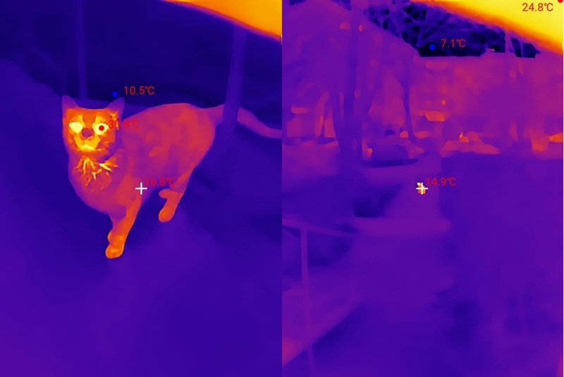 Scanning cats outside with Thermal Master P2 camera.