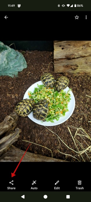 Pressing "Share" button for image on Android. 