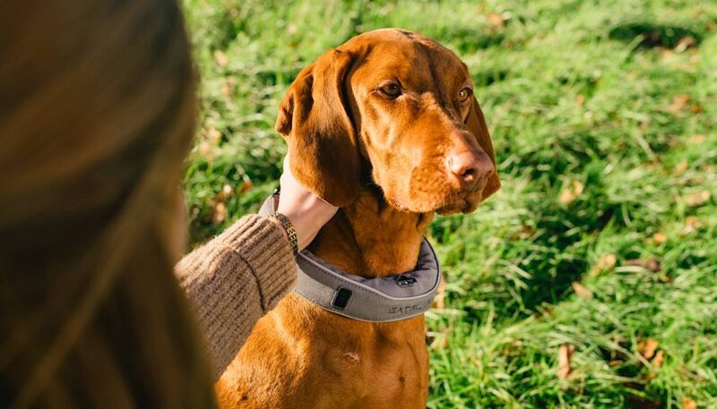 Amazon Prime Day Deals Satellai Gps Dog Collar