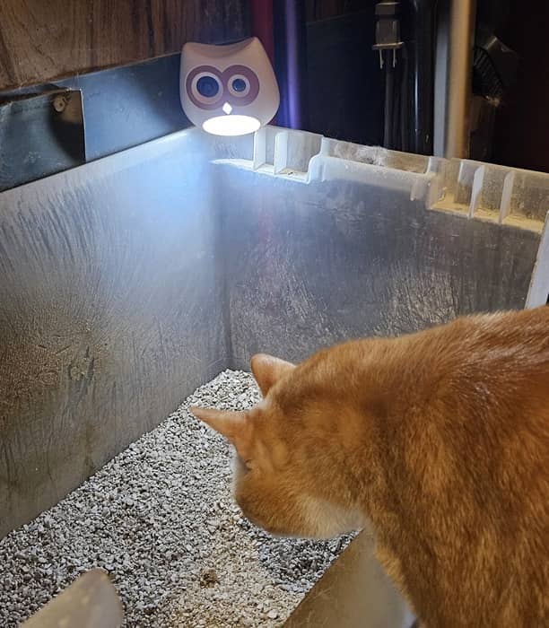 My cat Goldie checking out the nightlight on the SiiPet LitterLens camera.