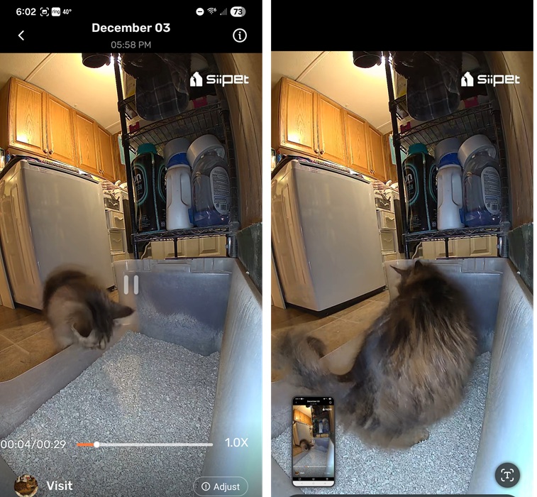 Recording visit for shy cat Autumn on LitterLens.