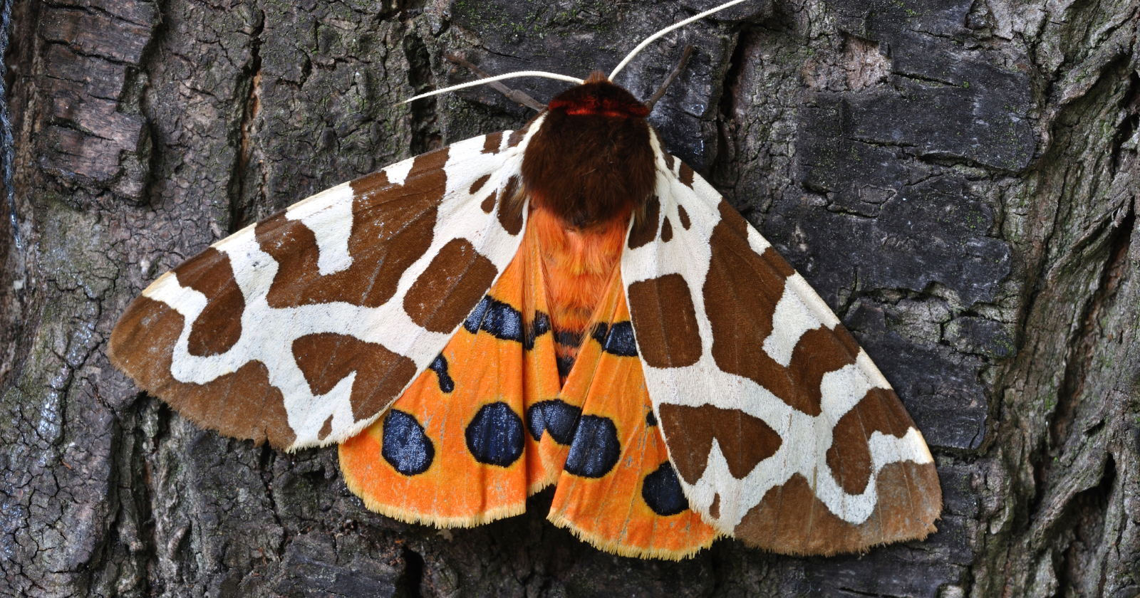 The first computer bug was a literal moth, pulled out of a relay in a Harvard computer in 1947 and taped into the logbook with the note “first actual case of bug being found” — and the logbook is still preserved at the Smithsonian Featured Image