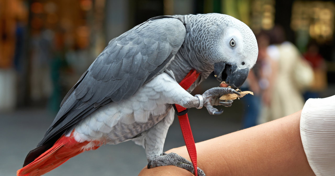 A famous African Grey parrot named Alex became the first and only animal to ever ask an existential question about itself—after learning over 100 English words, identifying shapes, and counting objects, Alex looked into a mirror and asked his handler, "What color?" to learn that he was grey