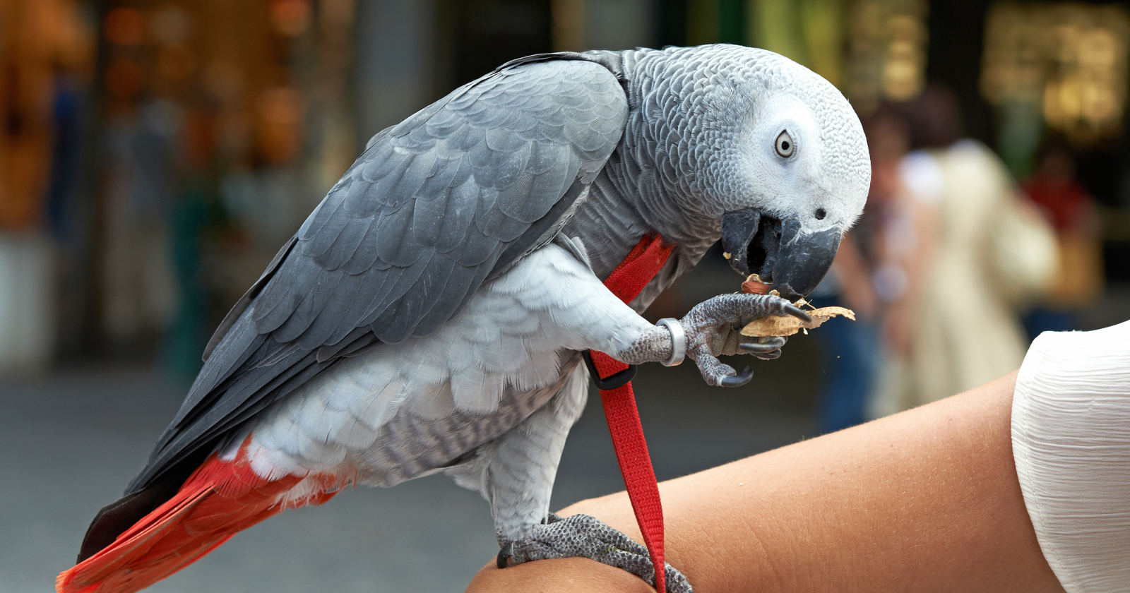 A famous African Grey parrot named Alex became the first and only animal to ever ask an existential question about itself—after learning over 100 English words, identifying shapes, and counting objects, Alex looked into a mirror and asked his handler, “What color?” to learn that he was grey Featured Image